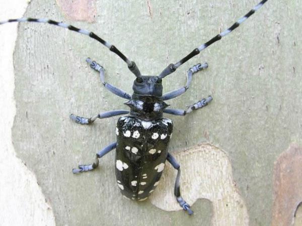 La tematica fitosanitaria Il Tarlo Asiatico Anoplophora chinensis e Anoplophora glabripennis Quest insetto di origine asiatica si nutre di legno.