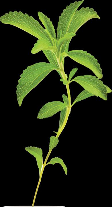 LA STEVIA 200 volte più dolce dello zucchero e con un leggero sapore di liquirizia la Stevia è nota come dolcificante naturale.