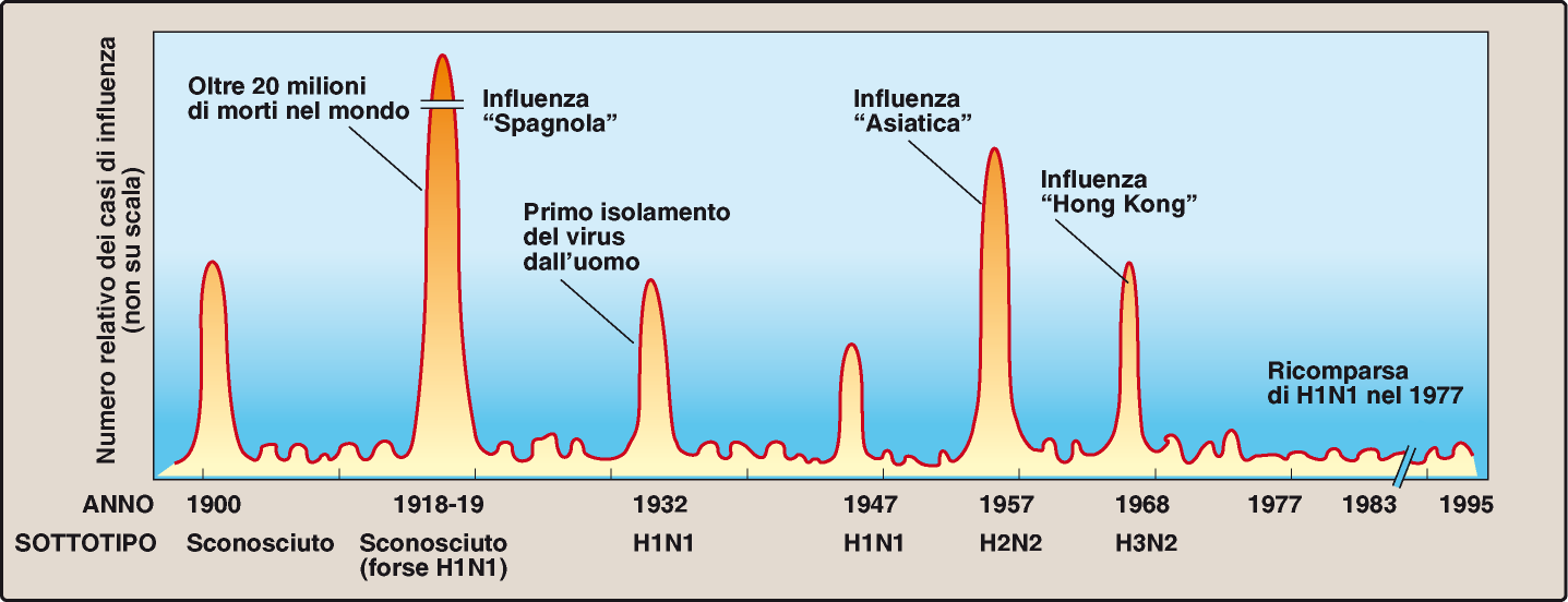 Pandemia = quando la popolazione viene infettata da un virus nuovo, per il quale non abbiamo difese immunitarie epidemia grave
