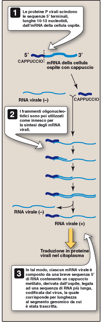 La replicazione avviene nel nucleo, in quanto la RpRd del virus ha bisogno di usare le sequenze cap degli mrna cellulari come innesco.