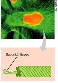 I tre principali elementi strutturali del citoscheletro Microtubuli
