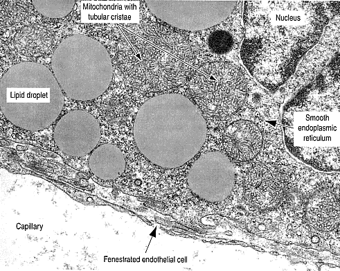 Cellule