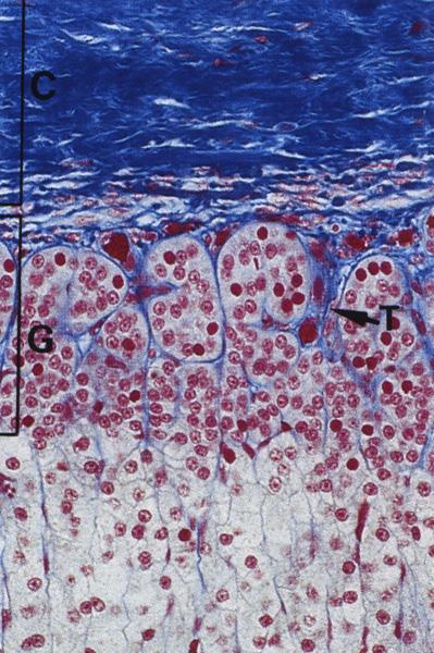 Zona glomerulare Gruppi di cellule con nuclei grandi Abbondante ser Mineralcorticoidi: Aldosterone - Controlla