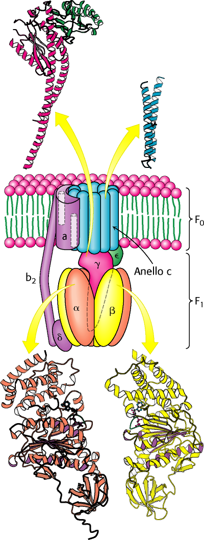 L enzima è costituito da due parti una mobile costituita da c e da γε in