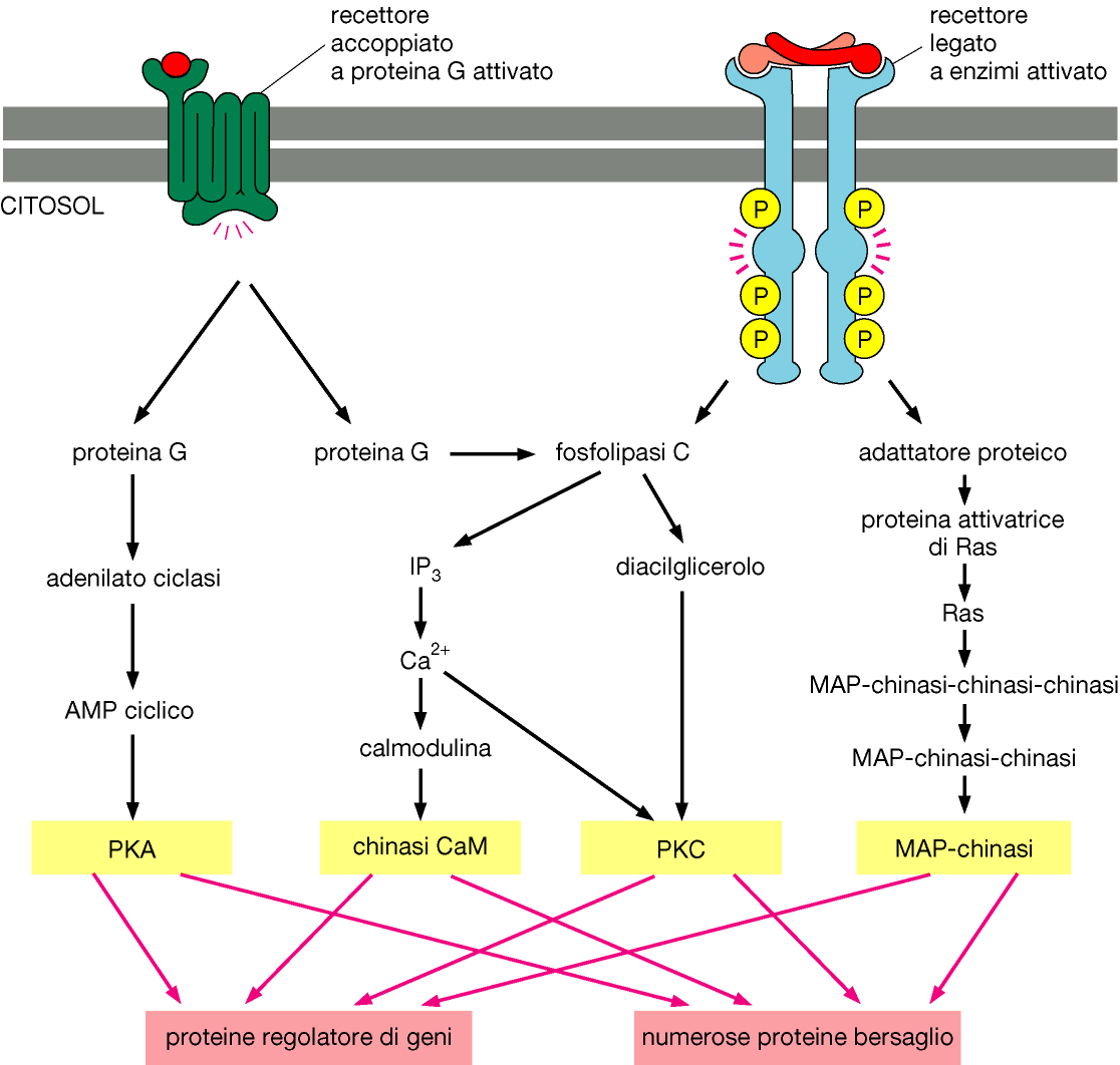 Convergenza, divergenza e interazione tra diverse vie di trasduzione del segnale La fosfolipasi C è una proteina con dominio SH2, attivata anche dalla via dei