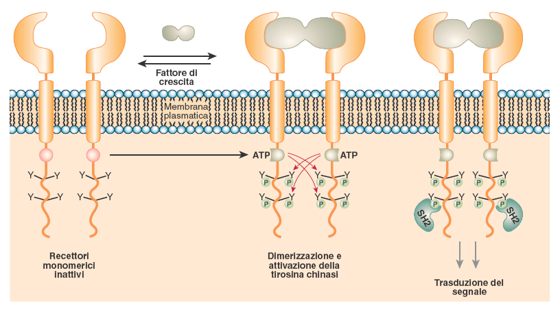 Il ligando si lega simultaneamente a due catene recettoriali adiacenti provocando la dimerizzazione e attivazione del recettore con legame di ATP in siti specifici Una volta attivato il dominio