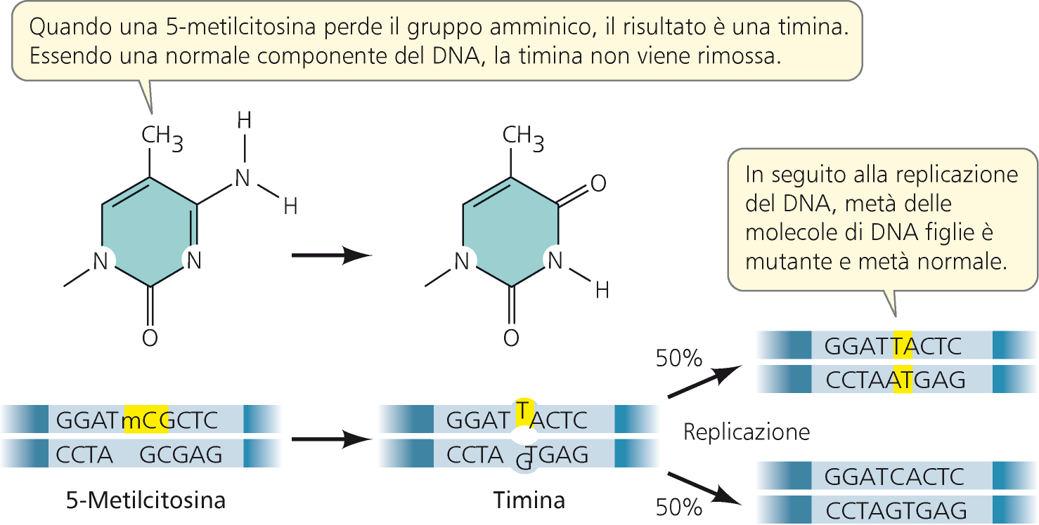 Alcune paia di basi sono più