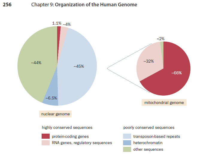 -85% del genoma é trascritto in RNA -Solo 1.1% codifica per proteine (c.