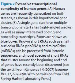 Ogni gene può:a) essere trascritto e on tradotto a partire e a finire in diversi punti della sequenza.
