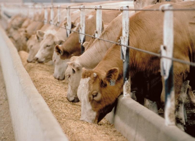 Iodoprofilassi: arricchimento in iodio di MANGIMI ANIMALI Sperimentato nei paesi scandinavi Metodo abbastanza efficace Latte e prodotti caseari provenienti da bovini, ovini e