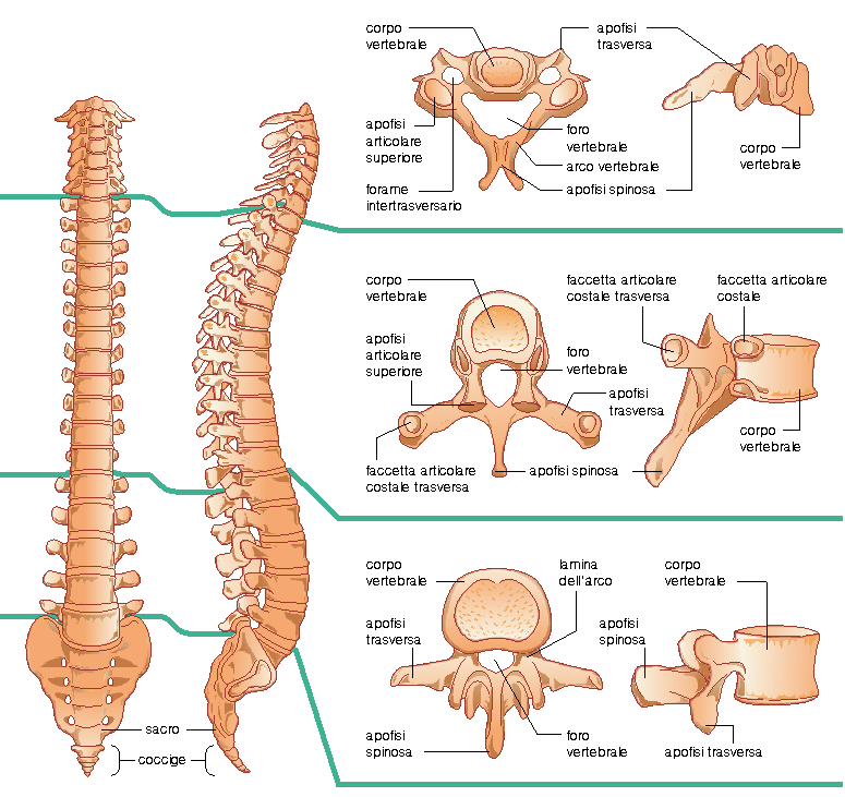 Colonna vertebrale (32-33) 7 cervicali 12