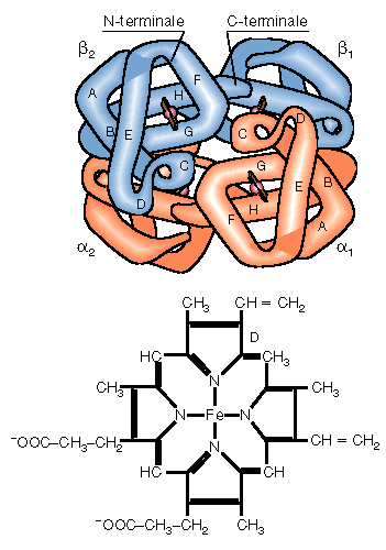 EMOGLOBINA lega 4 O 2 Proteina coniugata oligomerica (PM 64500) 4 unità