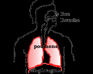 Ventilazione polmonare Grazie alla ventilazione dei nostri polmoni, sulla superficie di scambio