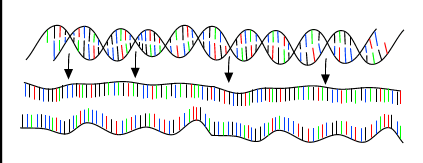 PCR: denaturazione La molecola del DNA si