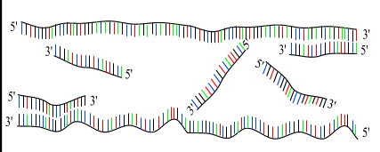 PCR: ibridazione (annealing) I primers si ibridano con le sequenze complementari dei filamenti bersaglio formando dei