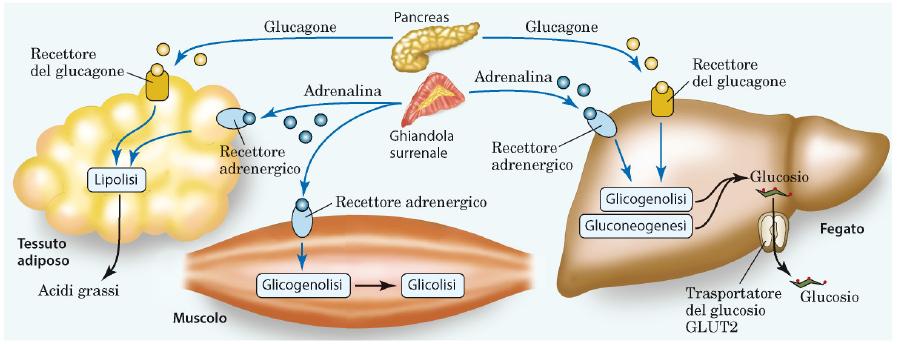 Controllo della glicemia L insulina facilitá l accesso del glucosio nel comparto intracellulare e il suo utilizzo: - Glicolisi - Glicogenosintesi - Lipogenesi Il