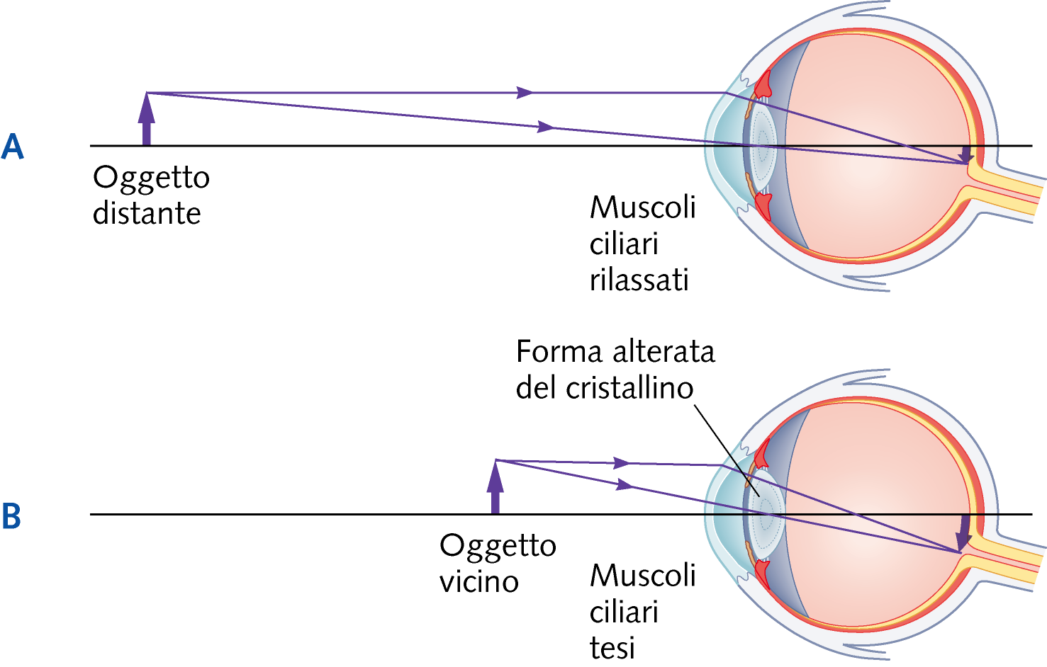 Che cosa possiamo capire studiando l ottica?