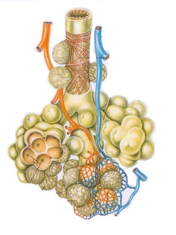 Anatomia