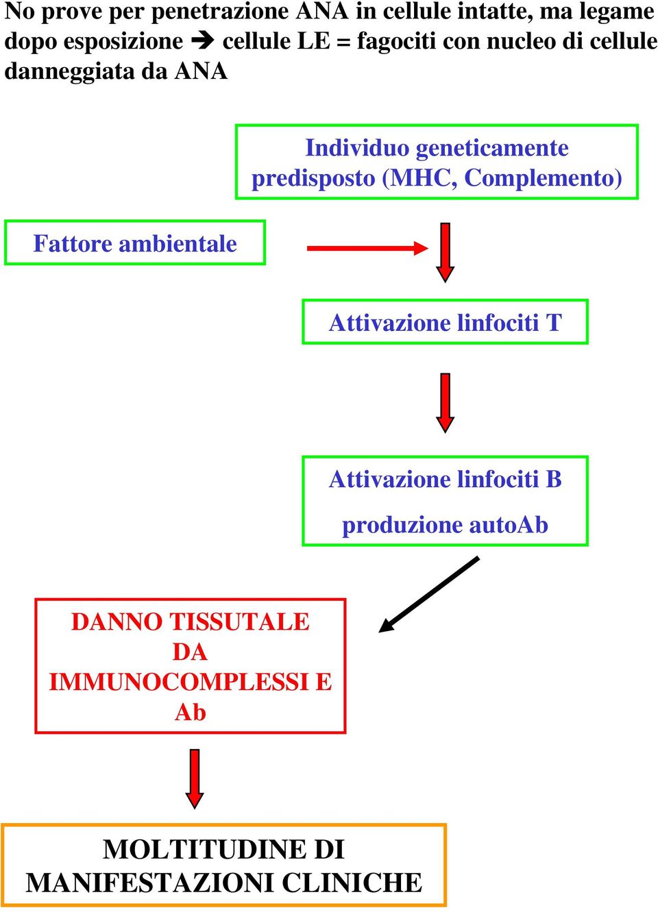 geneticamente predisposto (MHC, Complemento) Attivazione linfociti T Attivazione