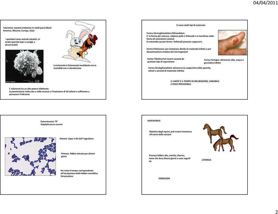 Forma Polmonare: per inalazione diretta di materiale infetto o per disseminazione ematica dei microrganismi La tularemia è fortemente invalidante ma la mortalità non è elevatissima Forma Tifoidea:Può