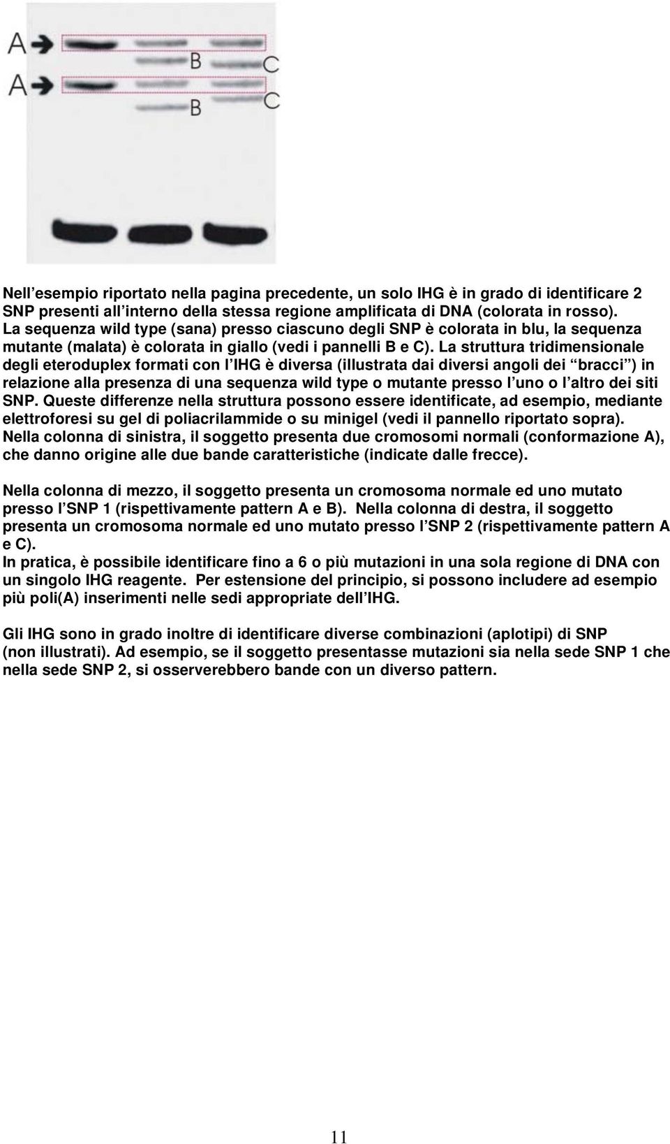 La struttura tridimensionale degli eteroduplex formati con l IHG è diversa (illustrata dai diversi angoli dei bracci ) in relazione alla presenza di una sequenza wild type o mutante presso l uno o l