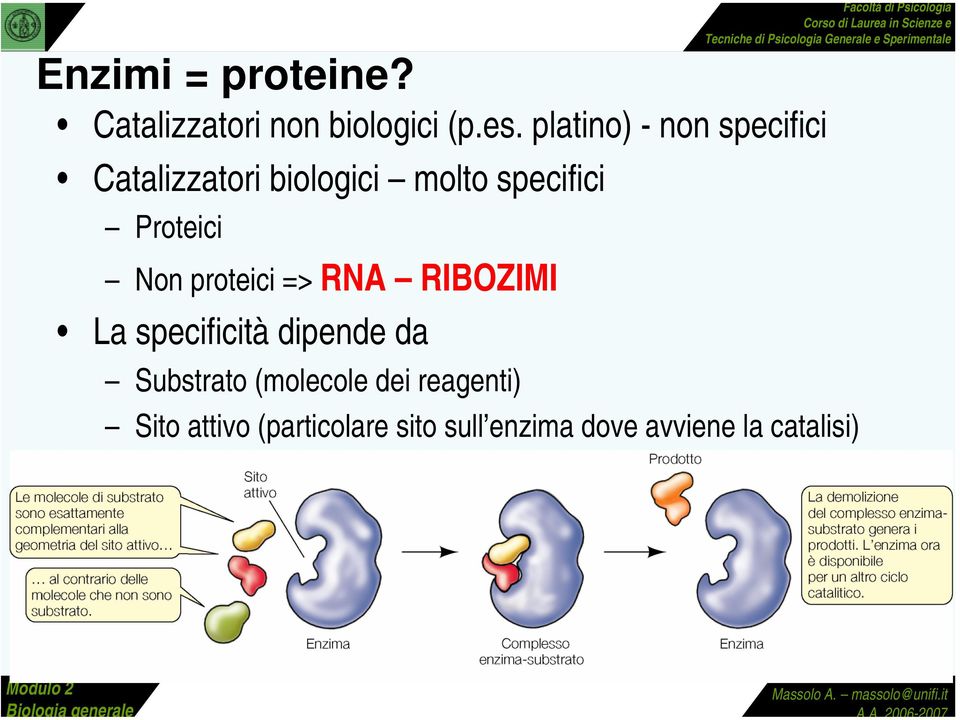 Proteici Non proteici => RNA RIBOZIMI La specificità dipende da