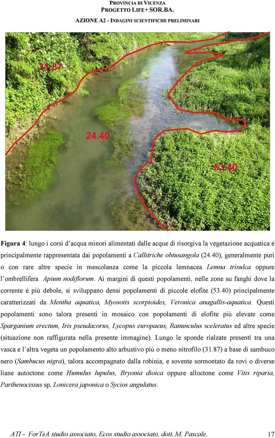 Ai margini di questi popolamenti, nelle zone su fanghi dove la corrente é più debole, si sviluppano densi popolamenti di piccole elofite (53.