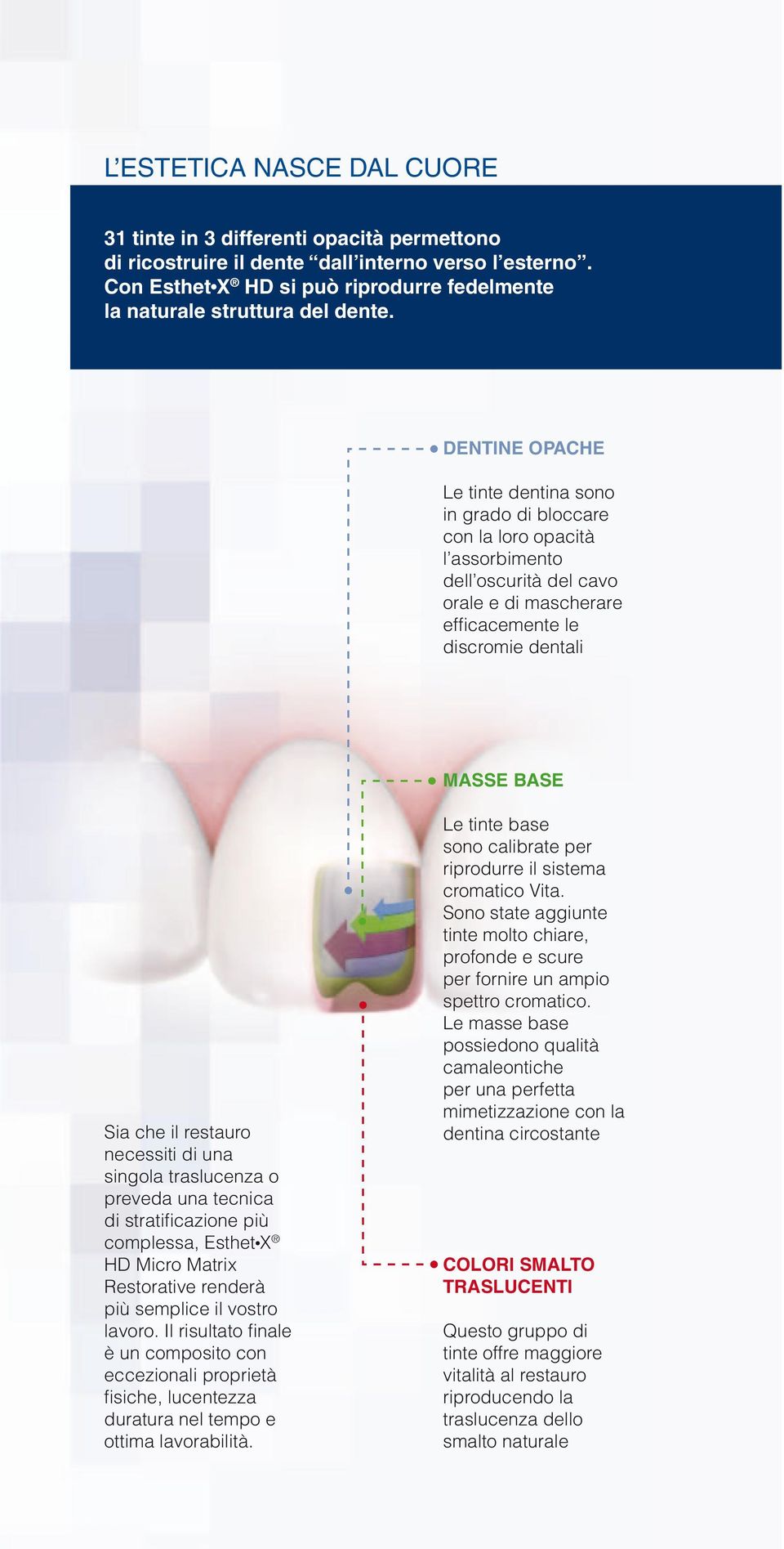 Dentine Opache Le tinte dentina sono in grado di bloccare con la loro opacità l assorbimento dell oscurità del cavo orale e di mascherare efficacemente le discromie dentali Masse base Sia che il