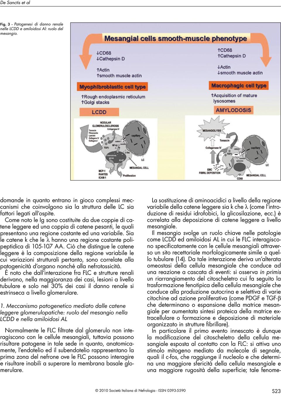 Come noto le Ig sono costituite da due coppie di catene leggere ed una coppia di catene pesanti, le quali presentano una regione costante ed una variabile.