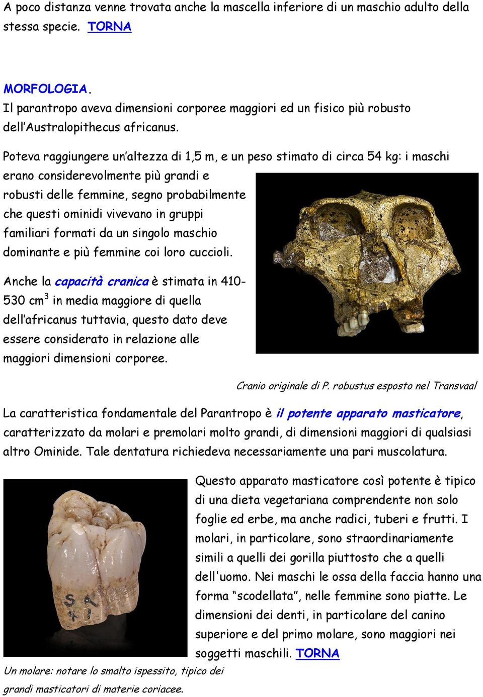 Poteva raggiungere un altezza di 1,5 m, e un peso stimato di circa 54 kg: i maschi erano considerevolmente più grandi e robusti delle femmine, segno probabilmente che questi ominidi vivevano in