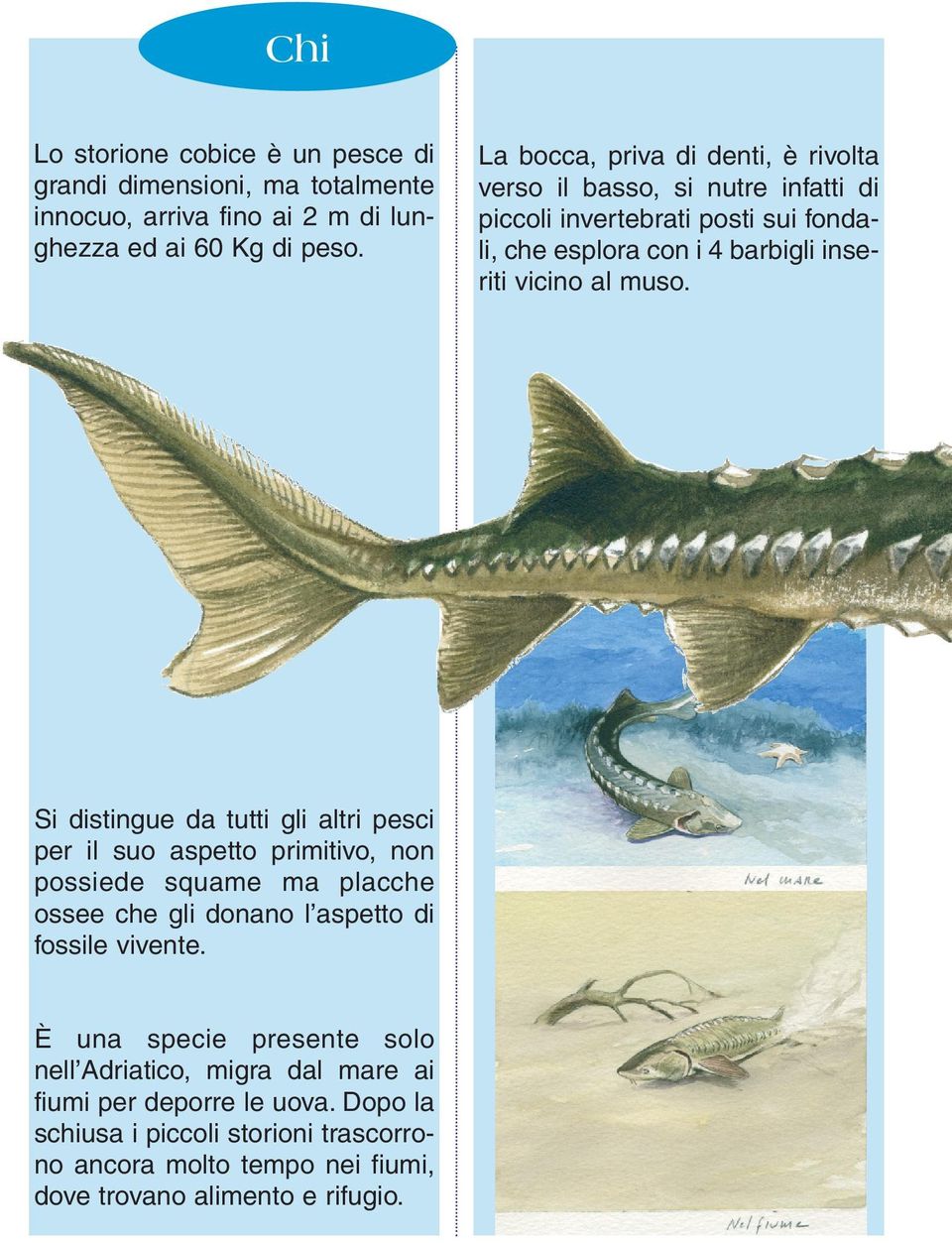 È una specie presente solo nell Adriatico, migra dal mare ai fiumi per deporre le uova.