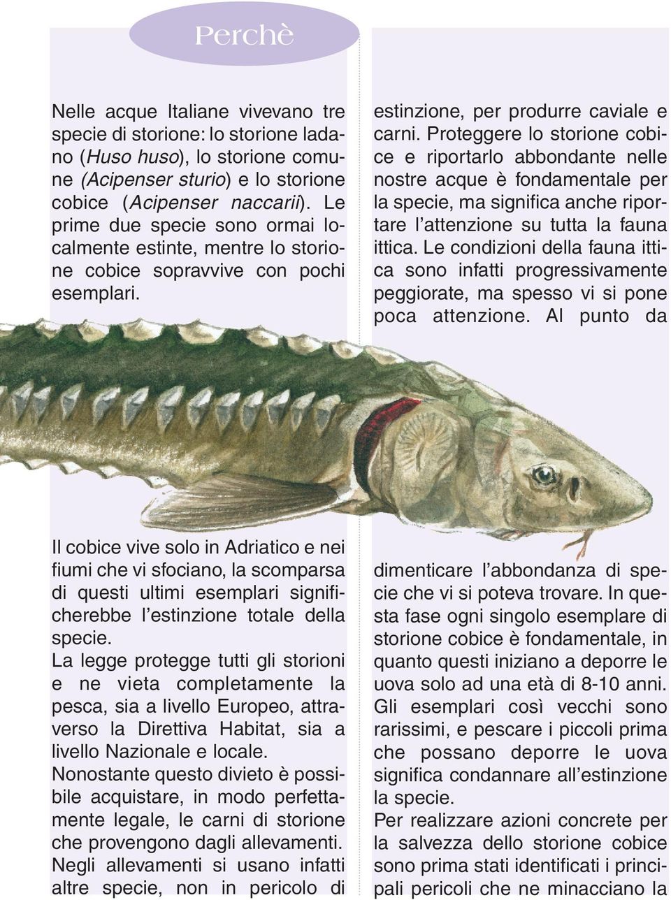 Proteggere lo storione cobice e riportarlo abbondante nelle nostre acque è fondamentale per la specie, ma significa anche riportare l attenzione su tutta la fauna ittica.