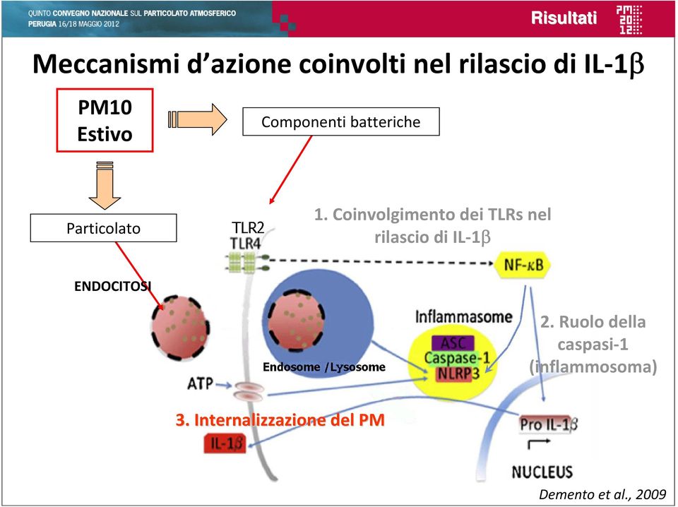 Coinvolgimento dei TLRs nel rilascio di IL 1β ENDOCITOSI 2.