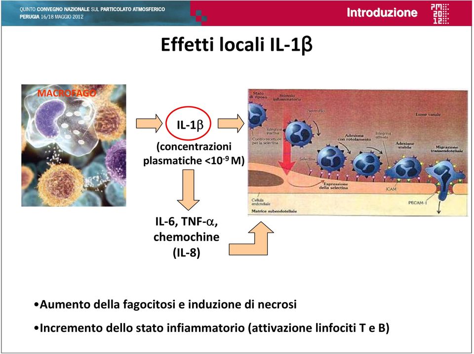 chemochine (IL 8) Aumento della fagocitosi e induzione di