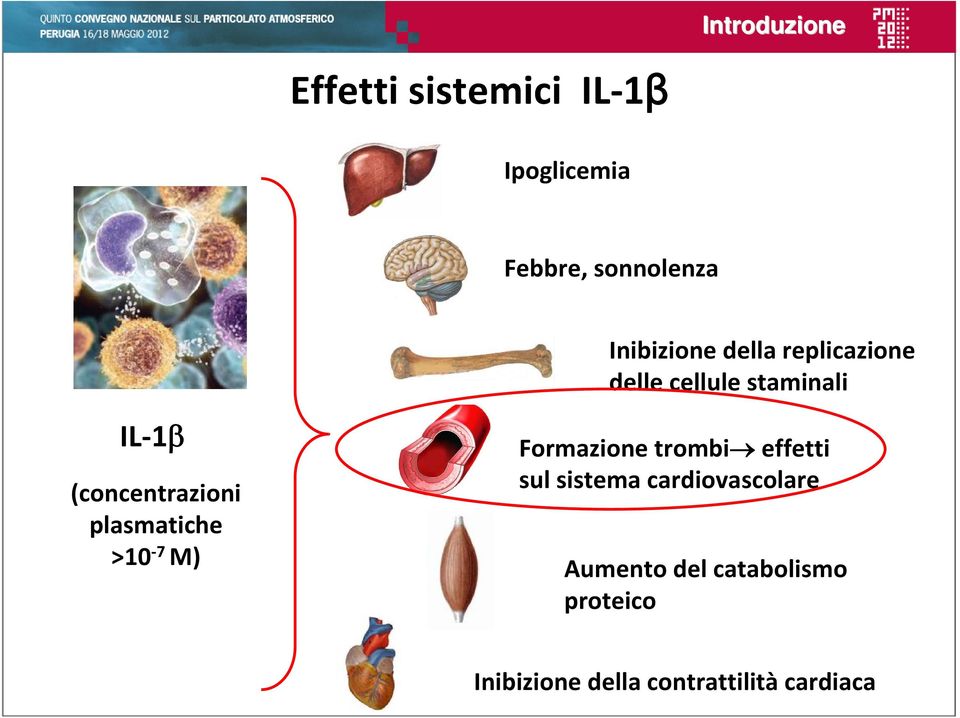 (concentrazioni plasmatiche >10 7 M) Formazione trombi effetti sul