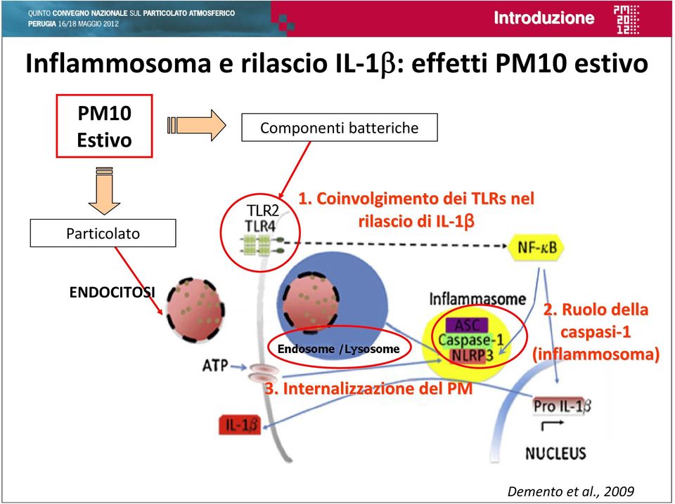 Coinvolgimento dei TLRs nel rilascio di IL 1β ENDOCITOSI 3.