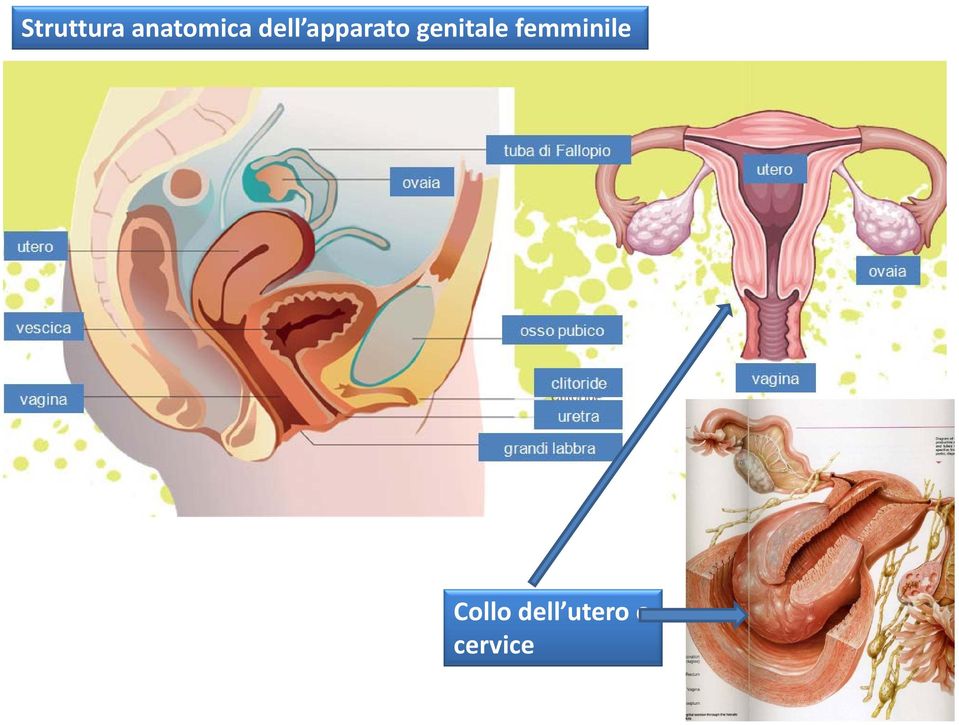 genitale femminile
