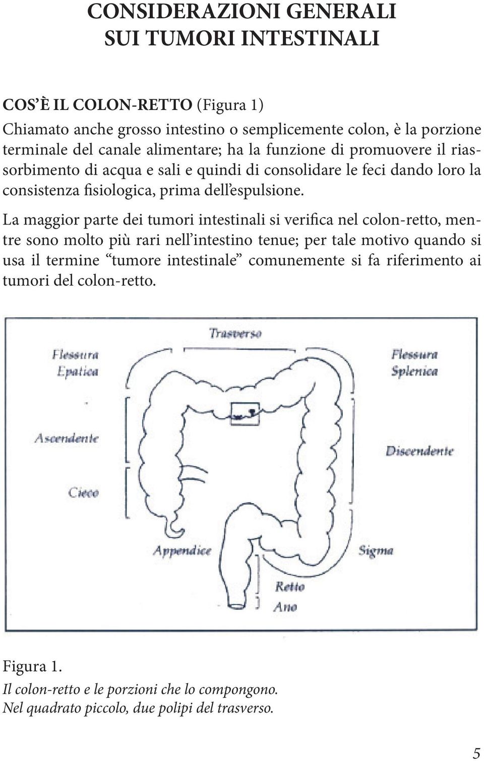 La maggior parte dei tumori intestinali si verifica nel colon-retto, mentre sono molto più rari nell intestino tenue; per tale motivo quando si usa il termine tumore