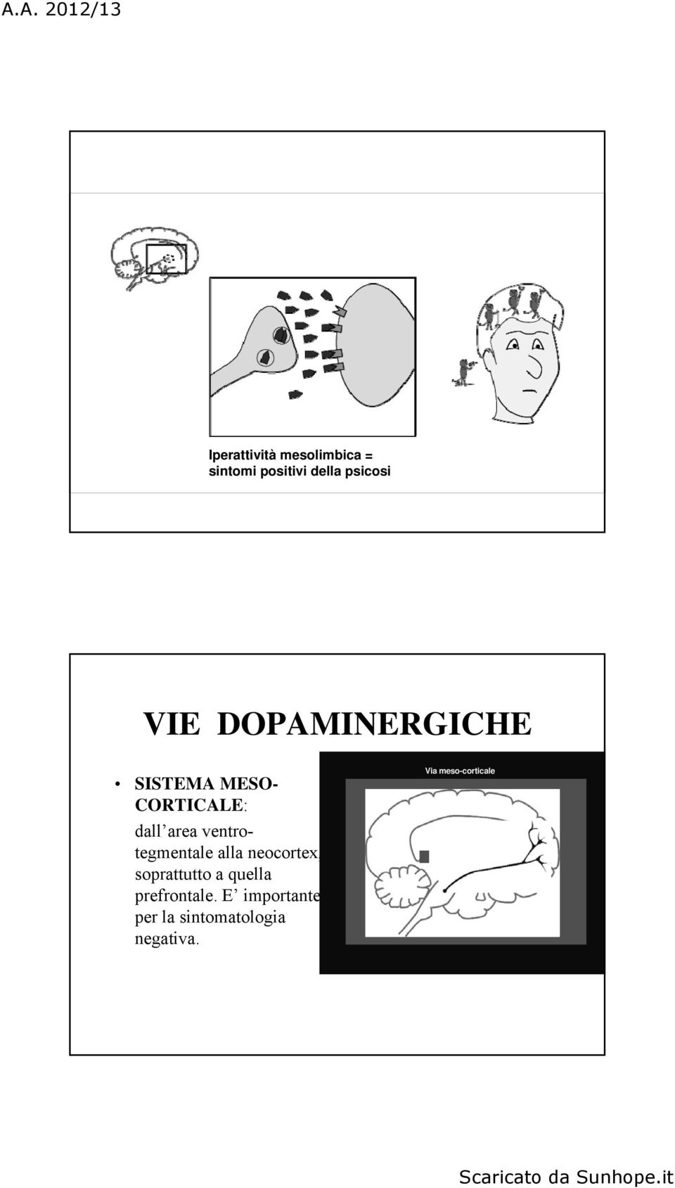 ventrotegmentale alla neocortex, soprattutto a quella