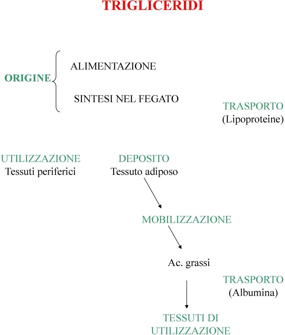 Tessuti periferici DEPOSITO Tessuto adiposo