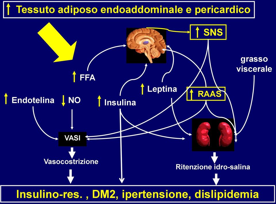 grasso viscerale VASI Vasocostrizione Ritenzione