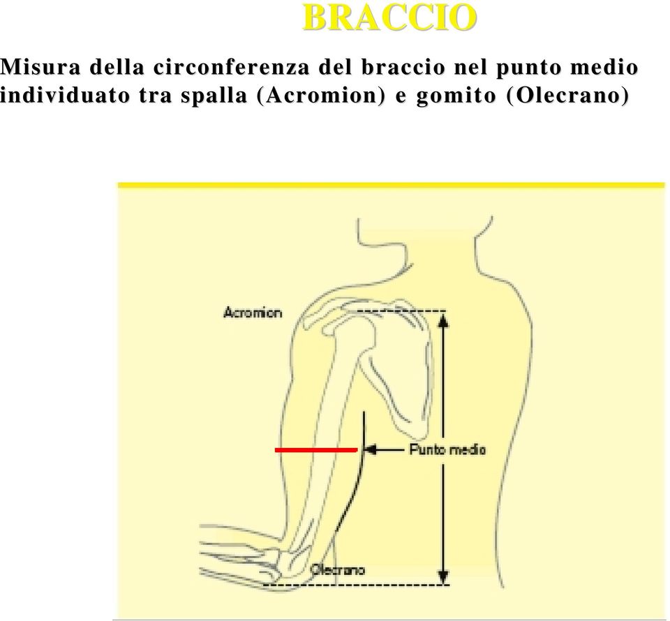 individuato tra spalla (Acromion(