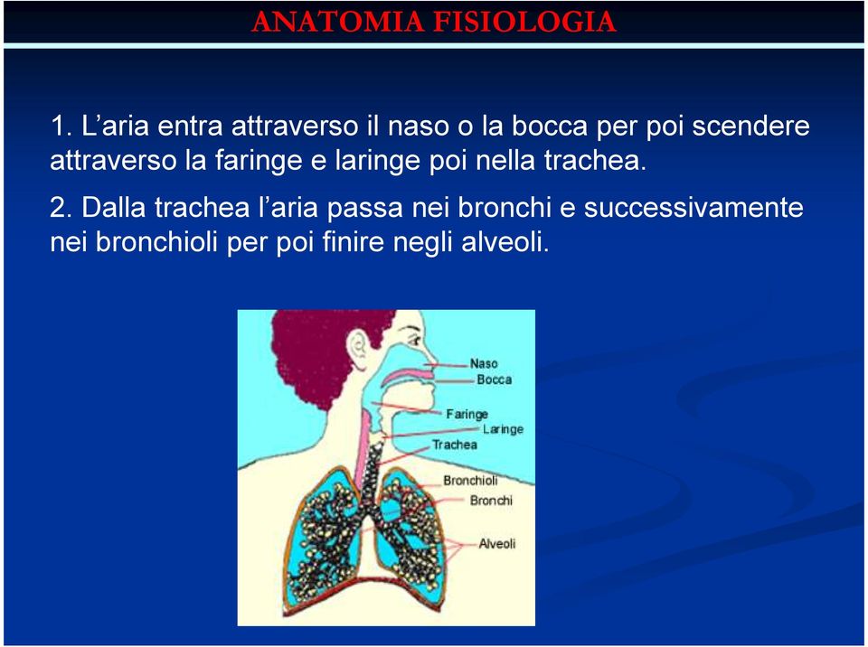 faringe e laringe poi nella trachea. 2.