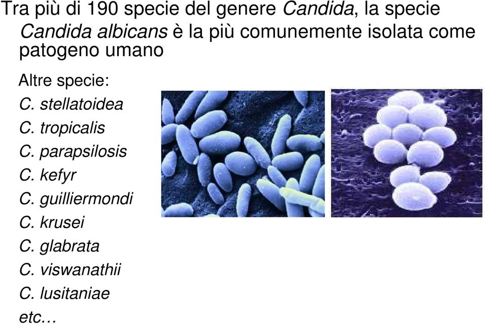 specie: C. stellatoidea C. tropicalis C. parapsilosis C. kefyr C.