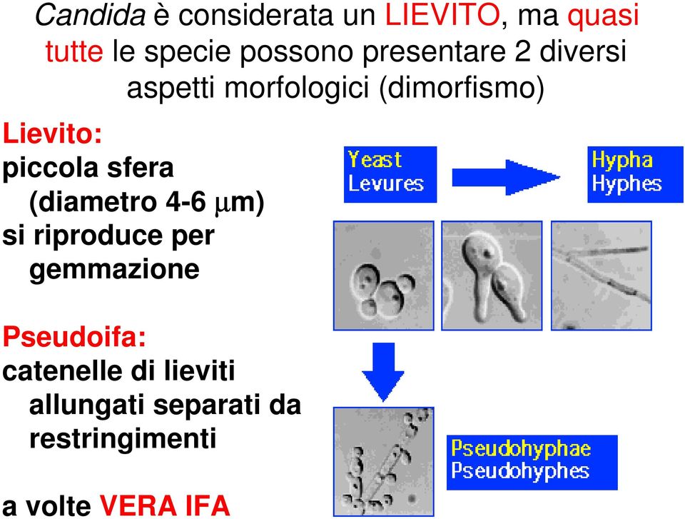 piccola sfera (diametro 4-6 µm) si riproduce per gemmazione