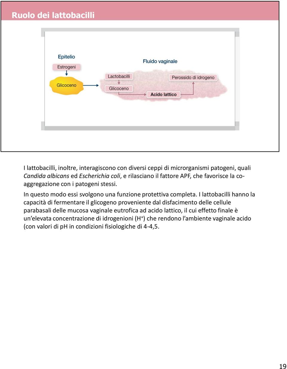 I lattobacilli hanno la capacità di fermentare il glicogeno proveniente dal disfacimento delle cellule parabasali delle mucosa vaginale eutrofica ad