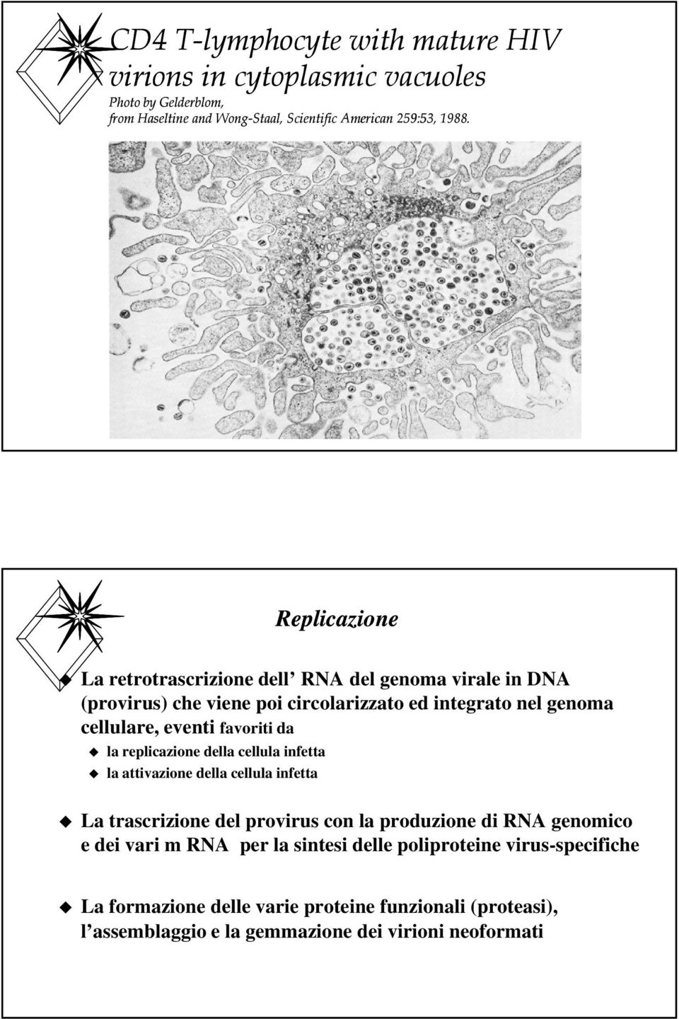 da la replicazione della cellula infetta la attivazione della cellula infetta La trascrizione del provirus con la produzione di RNA genomico e dei vari m RNA