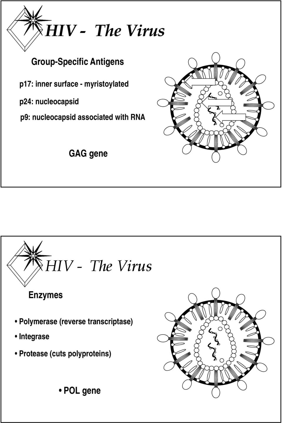 with RNA GAG gene HIV - The Virus Enzymes Polymerase (reverse
