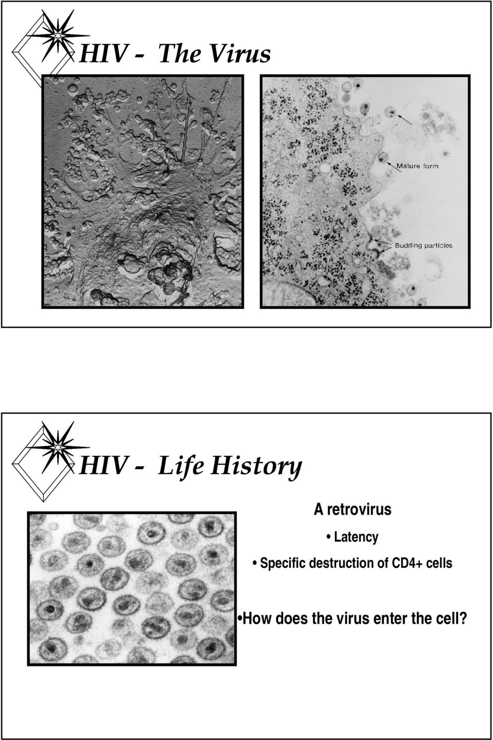 Specific destruction of CD4+