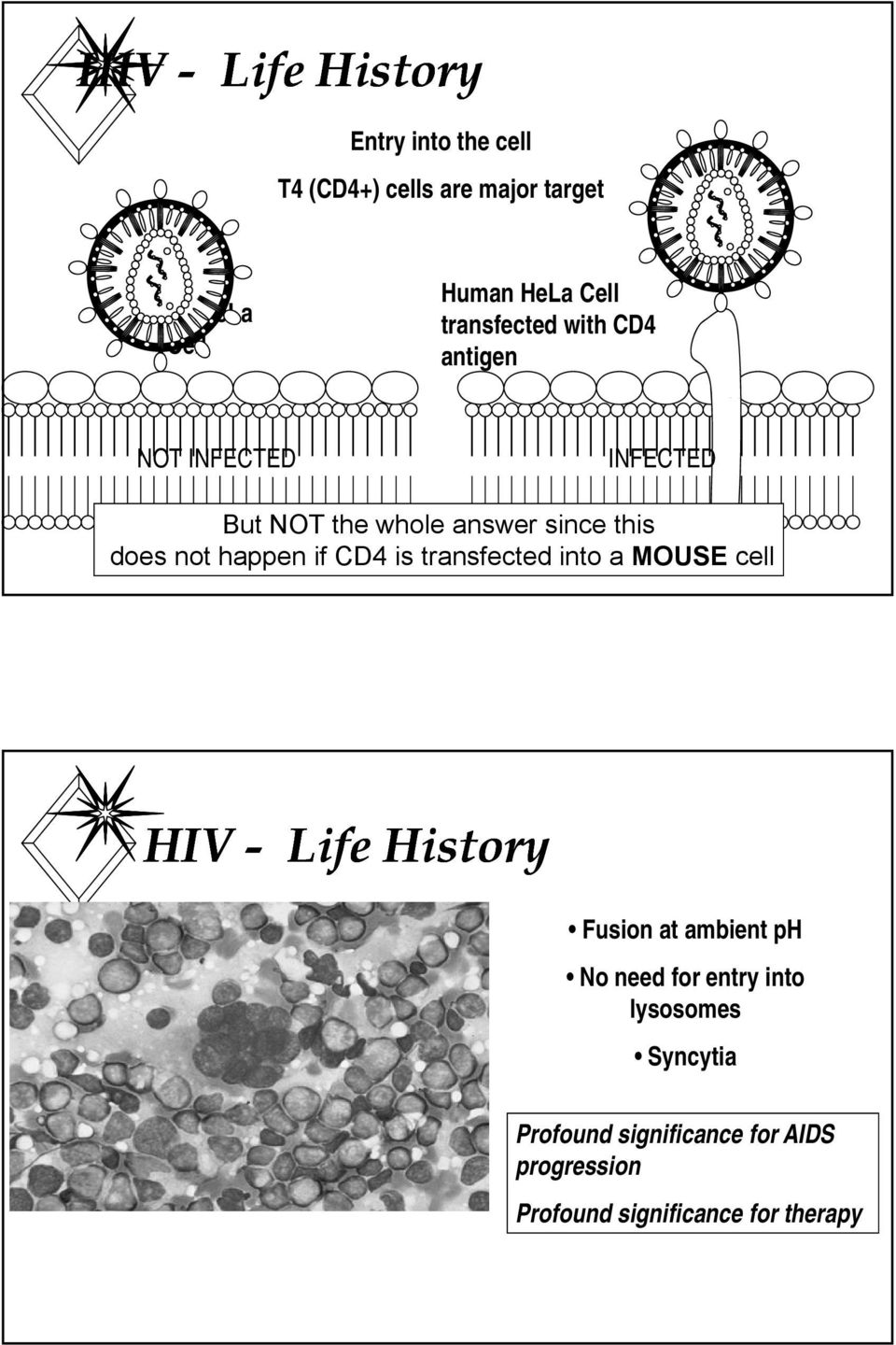 happen if CD4 is transfected into a MOUSE cell HIV - Life History Fusion at ambient ph No need for